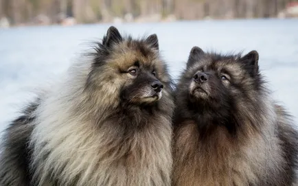 Keeshond (Wolfspitz) fotó kutyafajta leírása, jellege, az ár