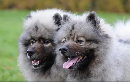 Keeshond (Wolfspitz) fotó kutyafajta leírása, jellege, az ár