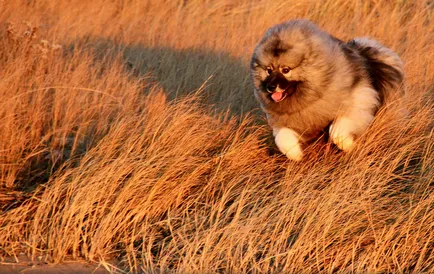 Keeshond (Wolfspitz) fotó kutyafajta leírása, jellege, az ár