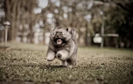 Keeshond (Wolfspitz) fotó kutyafajta leírása, jellege, az ár