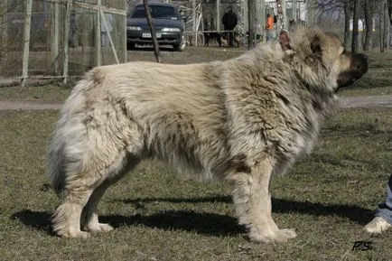 Кавказка PY вързано куче порода кавказка овчарка