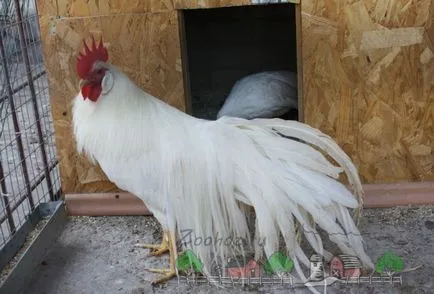 Törpe díszítő fajták csirkék fotó és videó felülvizsgálat