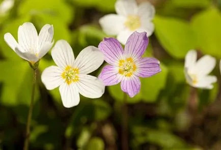 Oxalis kert ültetés és gondozás, az alapokat a növekvő