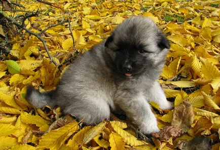 Keeshond (Wolfspitz) fotó kutyafajta leírása, jellege, az ár