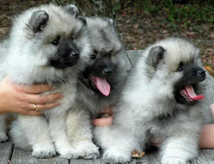 Keeshond (Wolfspitz) fotó kutyafajta leírása, jellege, az ár