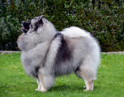 Шпиц (Вълчи шпиц) снимка порода куче описание, характер, цена