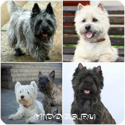 Cairn terrier leírás fajta, különösen a kölykök (fotó)