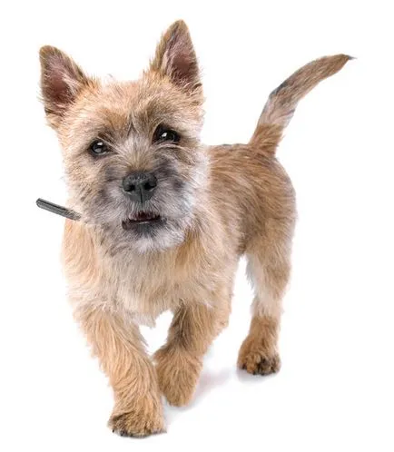 Cairn terrier kutya fajta leírás, fotó és videó anyagok a faj vélemények