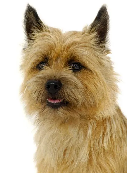 Cairn terrier kutya fajta leírás, fotó és videó anyagok a faj vélemények