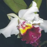 Клуб на любителите на орхидеи теоретични и практически статии, орхидея каталог, снимки, въпроси и