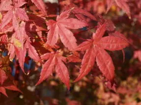 Maple - arbori și arbuști - arbori și arbuști ornamentali