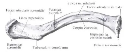 Clavicula - anatomia omului - Enciclopedia & amp; dicționare