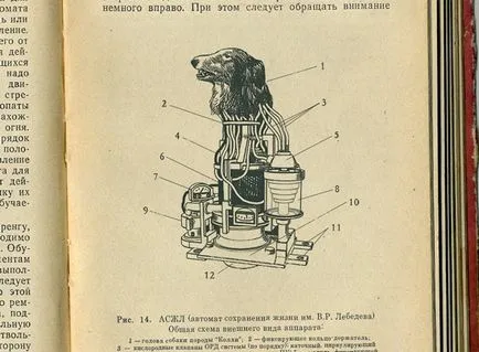 MSU Alumni Club proiect Collie în animalele URSS resuscitat