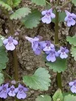 Bergenia корен - лечебни свойства и противопоказания