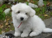 Coton de Tulear - Bichon Madagascar