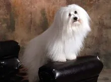 Coton de Tulear - Bichon Madagascar