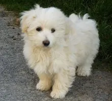 Coton de Tulear - Bichon Madagascar