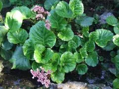 Bergenia rădăcină - plante medicinale de mai multe boli