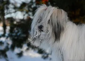 Coton de Tulear fajta leírása - a kutyám