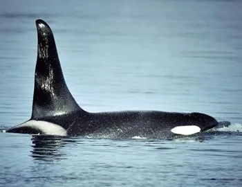 Kardszárnyú delfin megtámadta egy ember, a férfi nem sérült meg, a pofák az állatok