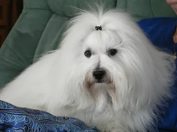 Coton de Tulear - leírás és a természet