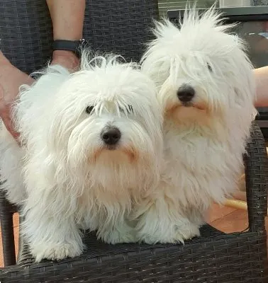 Coton de Tulear - descriere rasa, fotografii, videoclipuri, articole