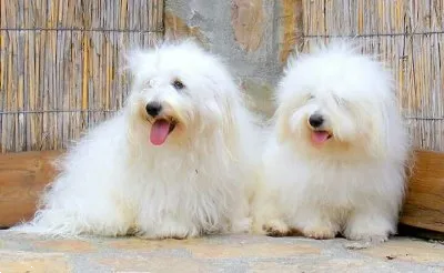 Coton de Tulear - descriere rasa, fotografii, videoclipuri, articole