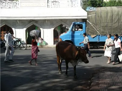 Vaca - un animal sacru în India (Luiza Takur)