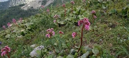 Bergenia корен - лечебни свойства и противопоказания