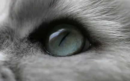 Pisici și filme - modul în care animalele vedea filmul - Animale - altele