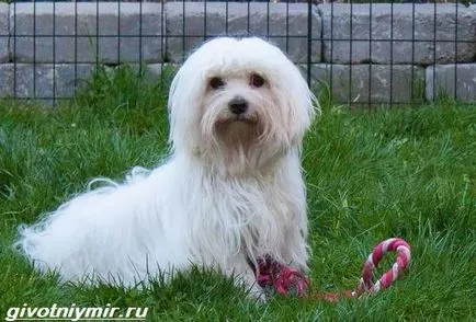 Coton de Tulear kutya