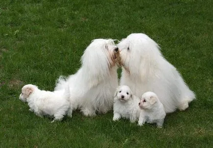 Coton de Tulear - descrierea și natura