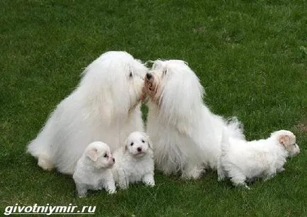 Coton de Tulear kutya