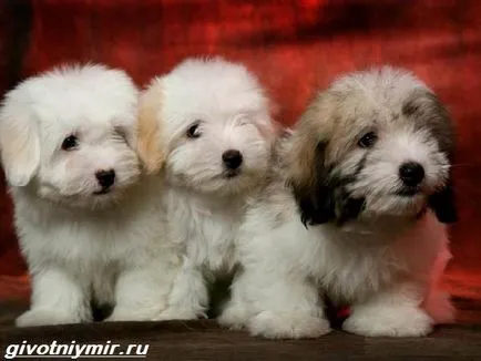 Coton de Tulear kutya