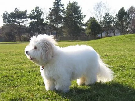 Coton de Tulear - descrierea și natura