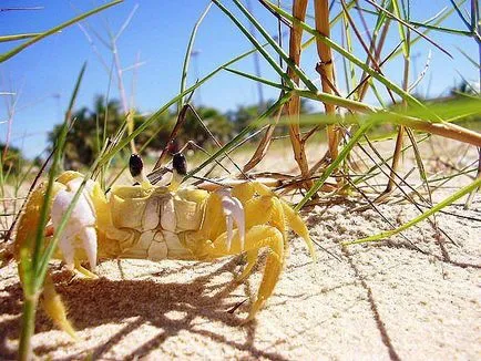 Rákok (Brachyura)