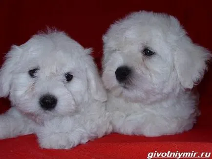 Coton de Tulear kutya