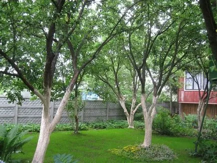 Festék fa kerti - alapvető szabályok használat