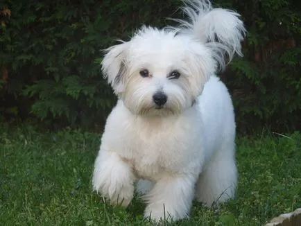 Coton de Tulear - Bichon Madagascar