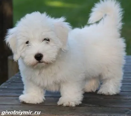 Coton de Tulear kutya