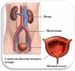 Rm rinichi si suprarenale Kazan - retroperitoneului
