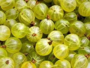 Цариградско грозде - ползи и вреди