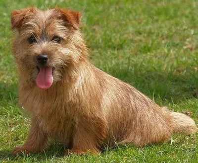 Ki a Norfolk terrier