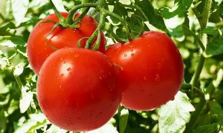 Soiuri cu fructe mari de tomate - cum să crească roșii film salată