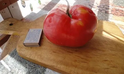 Soiuri cu fructe mari de tomate - cum să crească roșii film salată