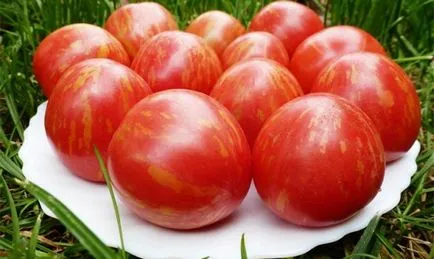 Soiuri cu fructe mari de tomate - cum să crească roșii film salată