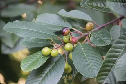 Buckthorn - gyógyszer tulajdonságait és ellenjavallatok