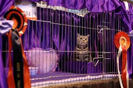 A legnagyobb kiállítása a macskák az Egyesült Királyságban - a ventillátor sajtó - érdekes és izgalmas hírek