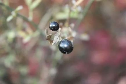 Buckthorn - gyógyszer tulajdonságait és ellenjavallatok