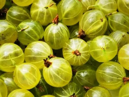 Цариградско грозде ползи и вреди, полезни свойства и противопоказания